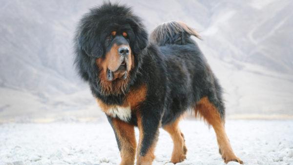 Gros chien 