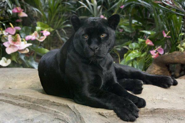 Pourquoi la panthère noire rêve-t-elle 