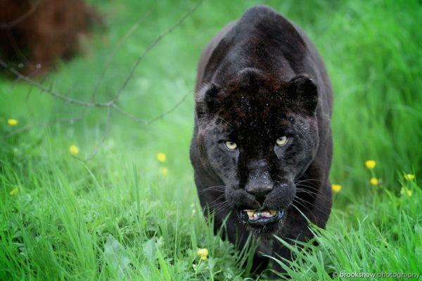 Pourquoi la panthère noire rêve-t-elle 