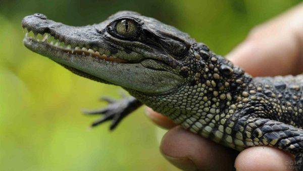 Pourquoi le petit crocodile rêve-t-il 