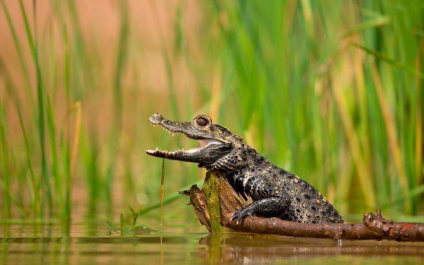 Petit crocodile 