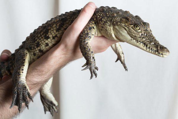 Crocodile comme animal de compagnie 