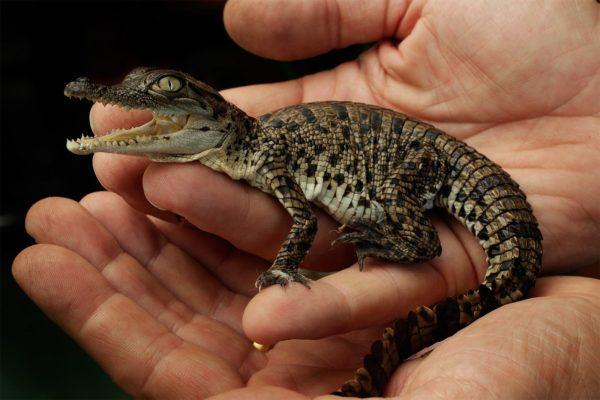 Petit crocodile en mains 
