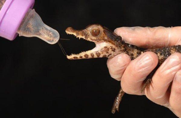 Nourrir le crocodile 