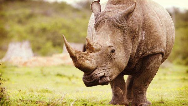 Pourquoi le rhinocéros rêve-t-il 