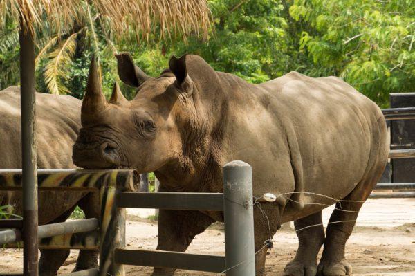 Pourquoi le rhinocéros rêve-t-il 