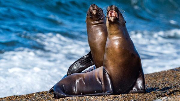 Animaux marins sauvages dans un rêve 