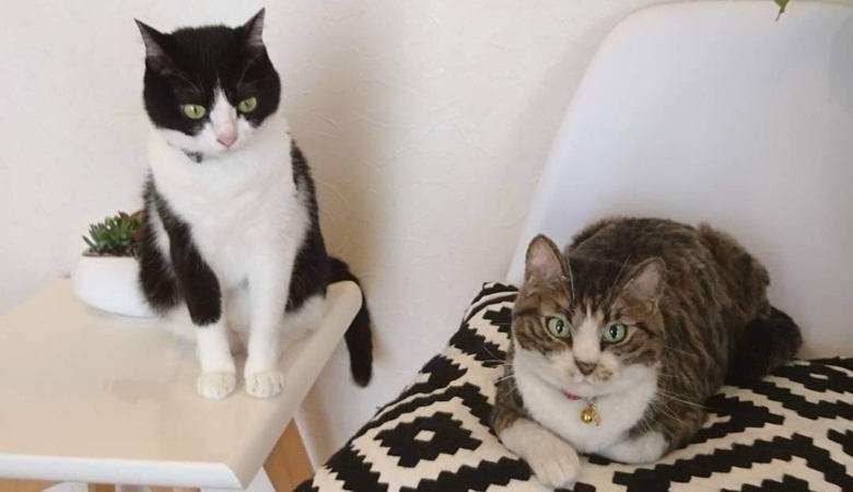 Un artiste japonais crée des jouets animaliers super réalistes