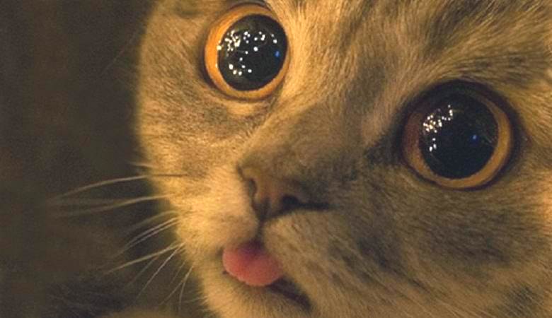 De mystérieuses boules brillantes au sous-sol ont intéressé le chat
