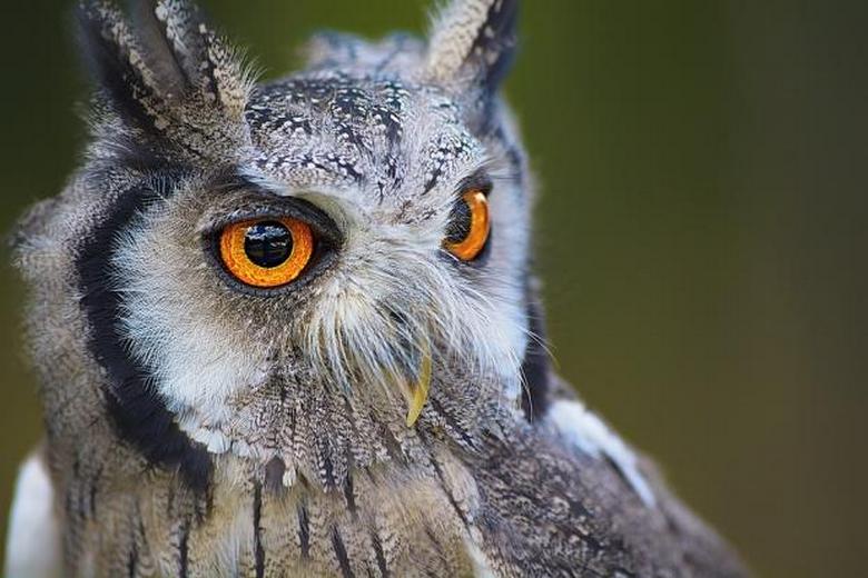 Un hibou vivant au lieu d'un jouet d'arbre de Noël