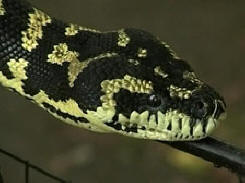 Des serpents ont attaqué le bâtiment de la cour américaine
