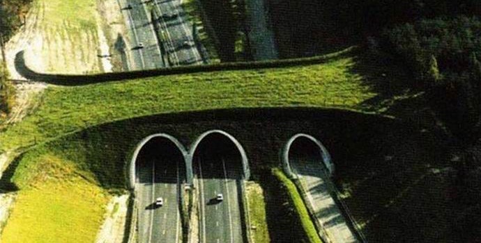 Connaissez-vous les ponts d'animaux?
